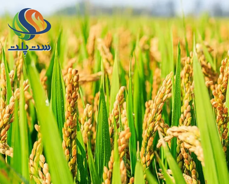 برنج کم محصول و پر محصول