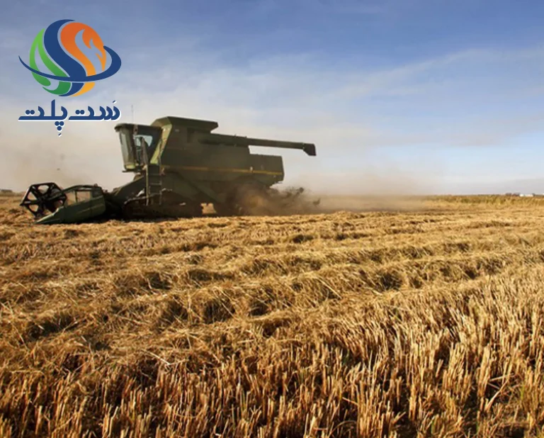 برداشت برنج از زمین کشاورزی